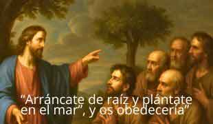 DOMINGO XXVII -C-